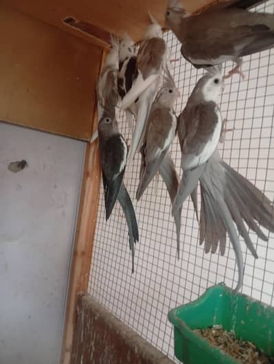 Cockatiels || Pigeon for sell
