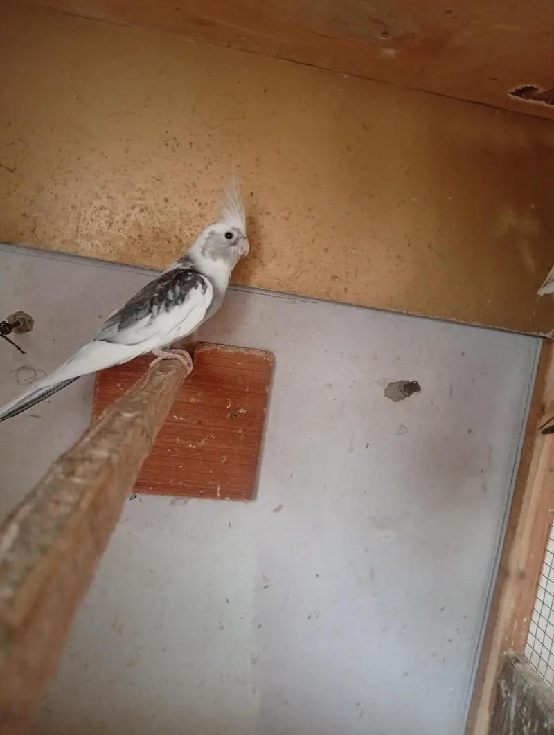 Budgies || Cockatiels || Pigeon for sell — photo 10