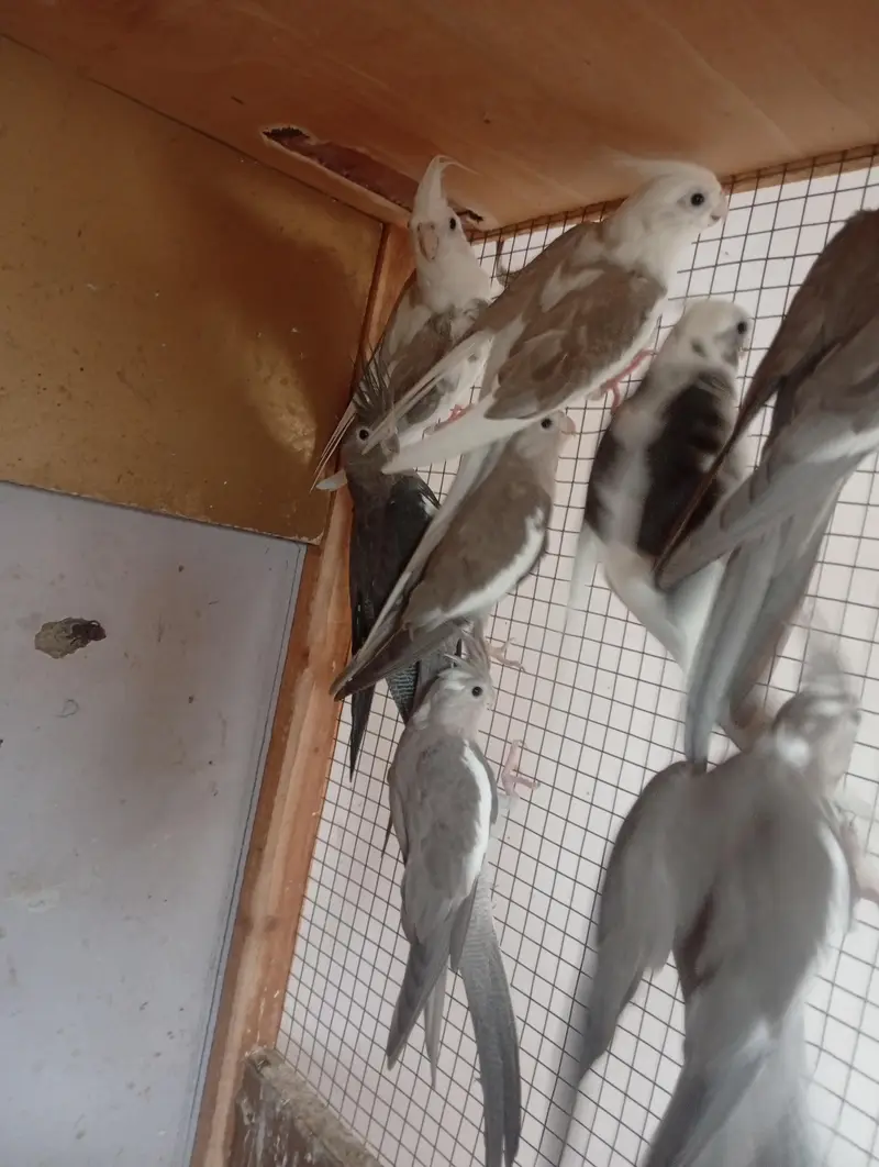 Budgies || Cockatiels || Pigeon for sell — photo 11