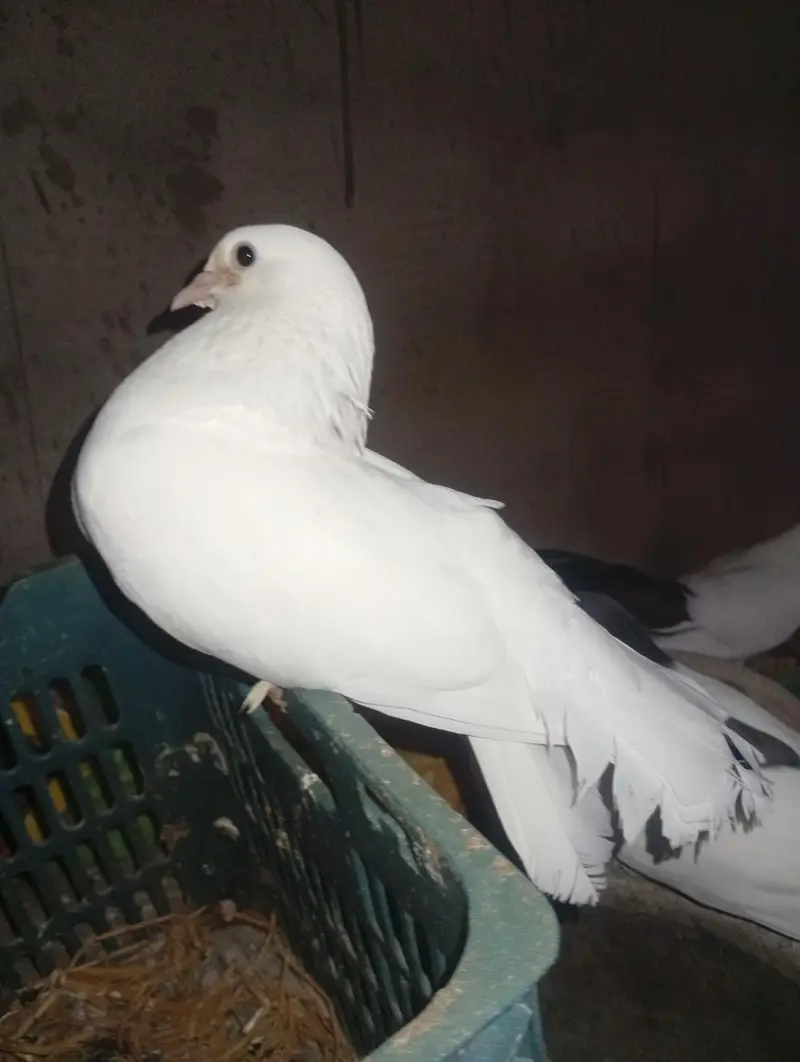 Budgies || Cockatiels || Pigeon for sell — photo 12