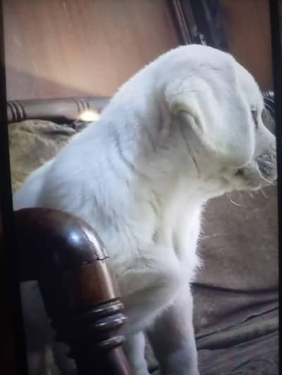Labrador puppy age 2 month urgent sale possible delivery g
