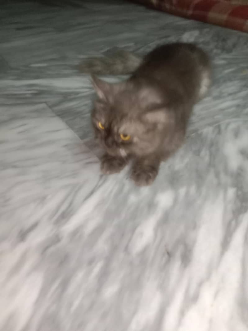 malij 0