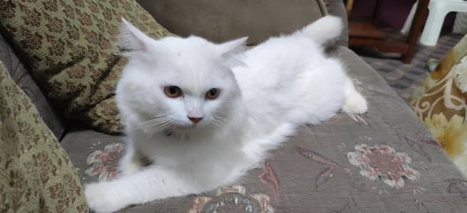 Triple Coat Friendly Cat