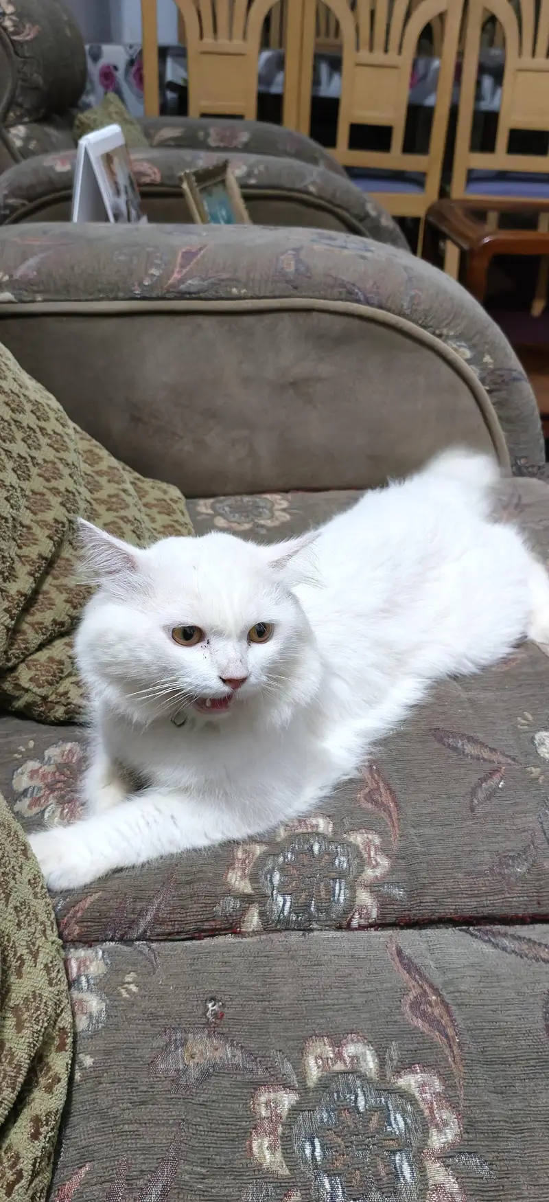 Triple Coat Friendly Cat — photo 2