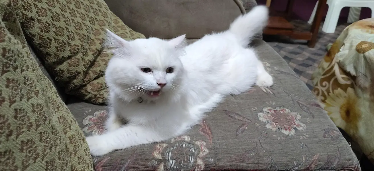 Triple Coat Friendly Cat — photo 3