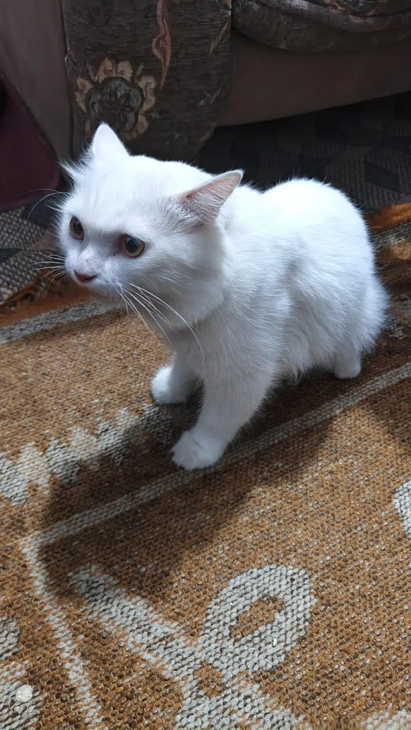 Triple Coat Friendly Cat — photo 4