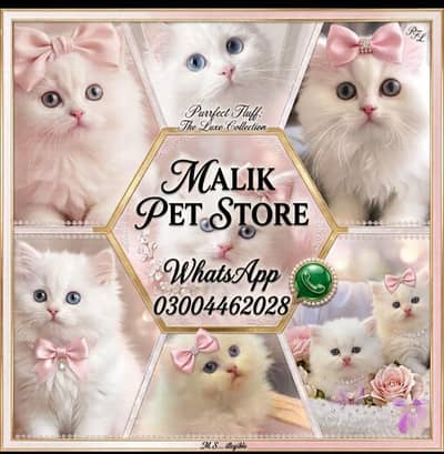 Persian Kittens | Persian Cat | Punch Face Persian | Triple Coated