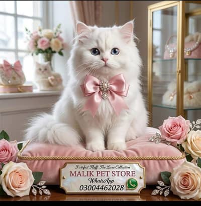 Persian Kittens | Persian Cat | Punch Face Persian | Triple Coated