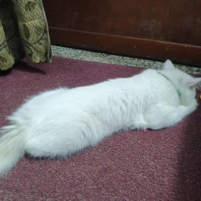 triple coat Persian friendly cat male