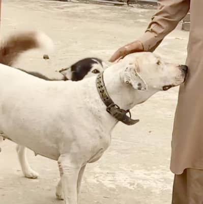 bull dog