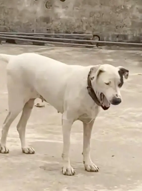 bull dog — photo 2