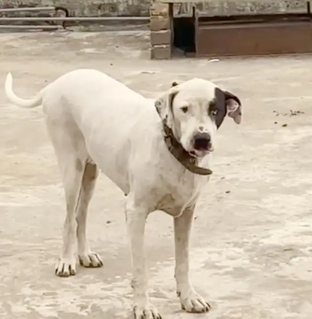 bull dog — photo 3