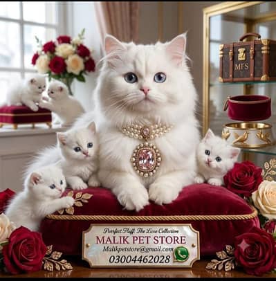 Persian Kittens | Persian Cat | Punch Face Persian | Triple Coated
