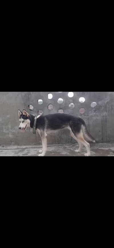 husky female 03238813025