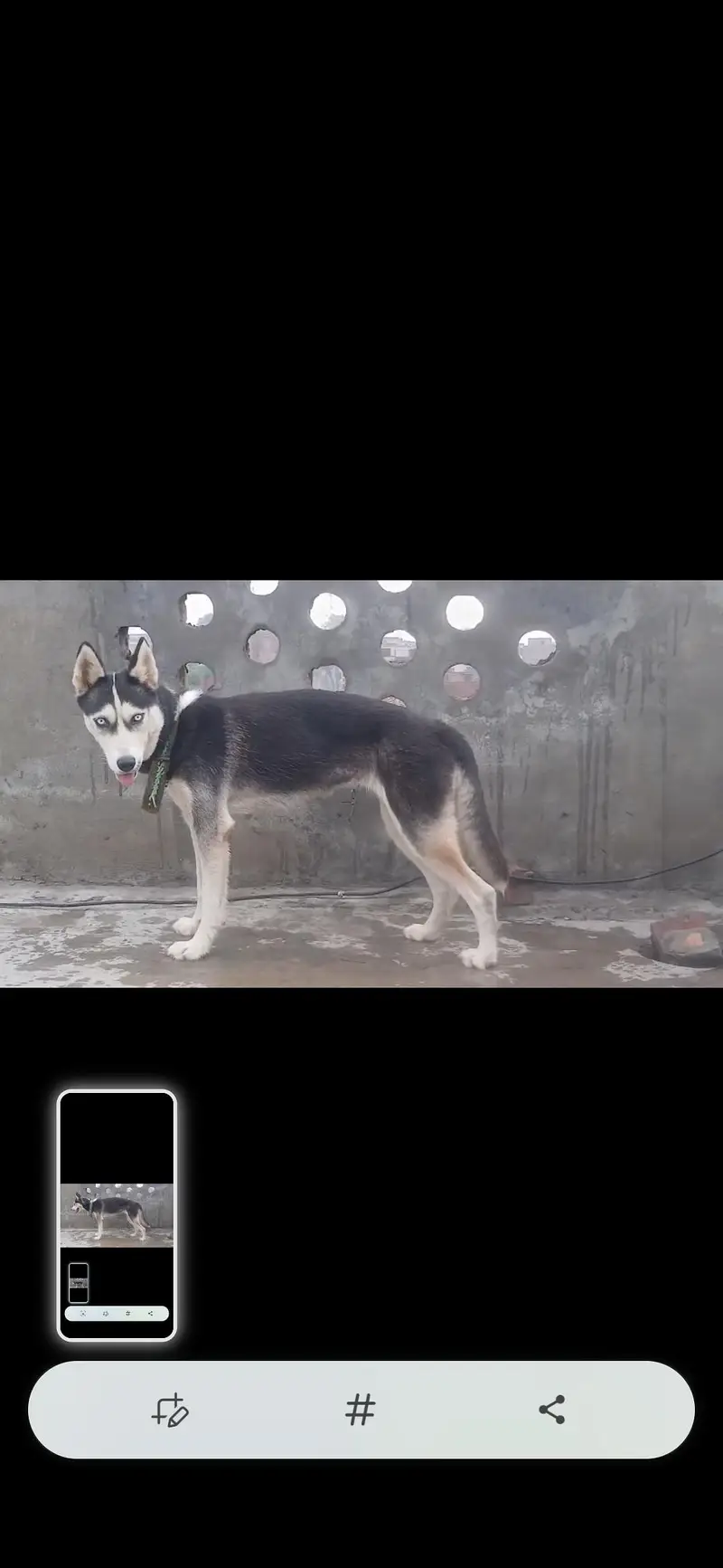 husky female 03238813025 — photo 2