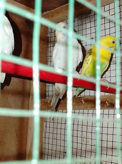 love Bird pairs and budgies pair for sale breeder pair