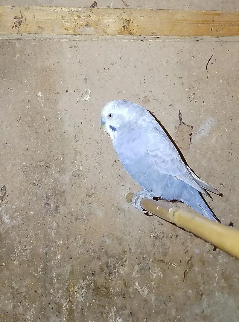 love Bird pairs and budgies pair for sale breeder pair — photo 2