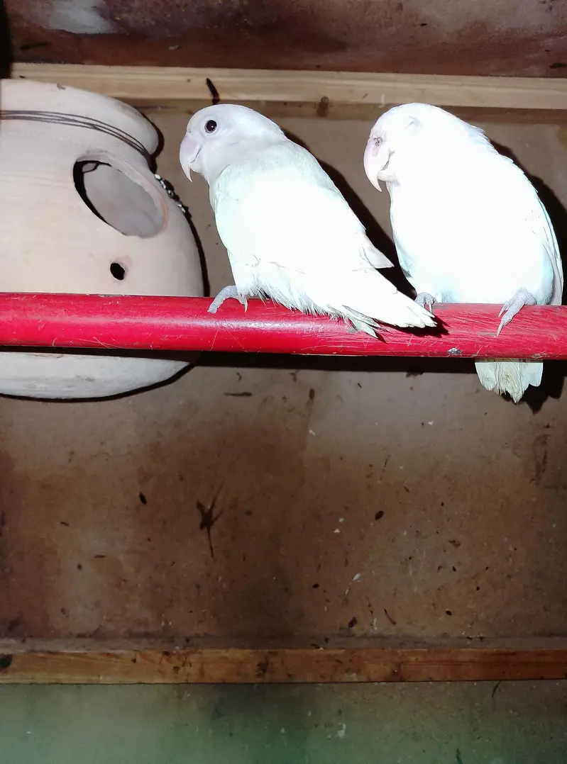 love Bird pairs and budgies pair for sale breeder pair — photo 3