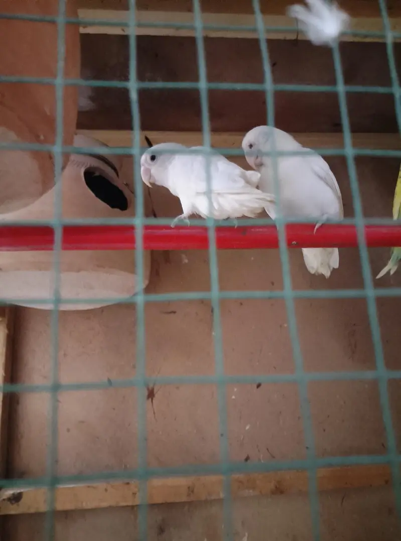 love Bird pairs and budgies pair for sale breeder pair — photo 4
