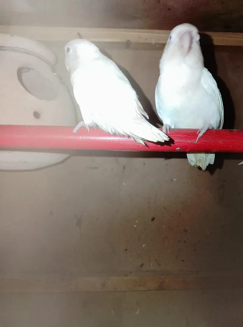 love Bird pairs and budgies pair for sale breeder pair — photo 5