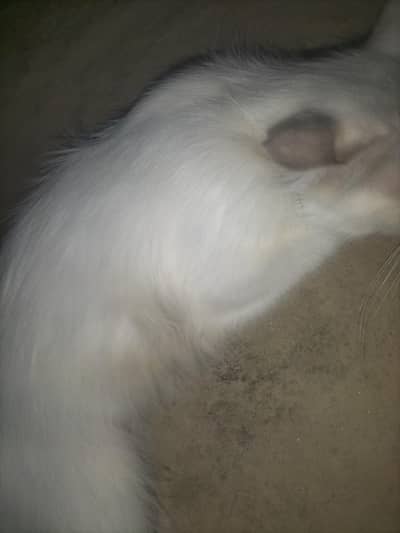 Pershian cat
