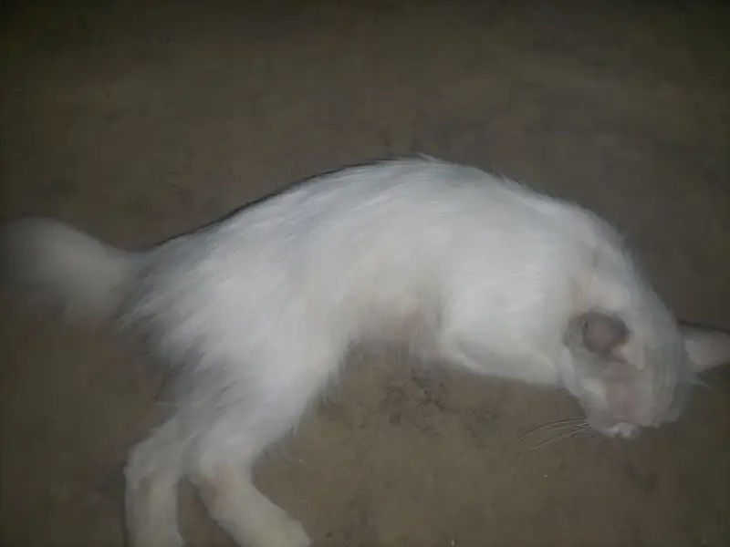 Pershian cat — photo 2