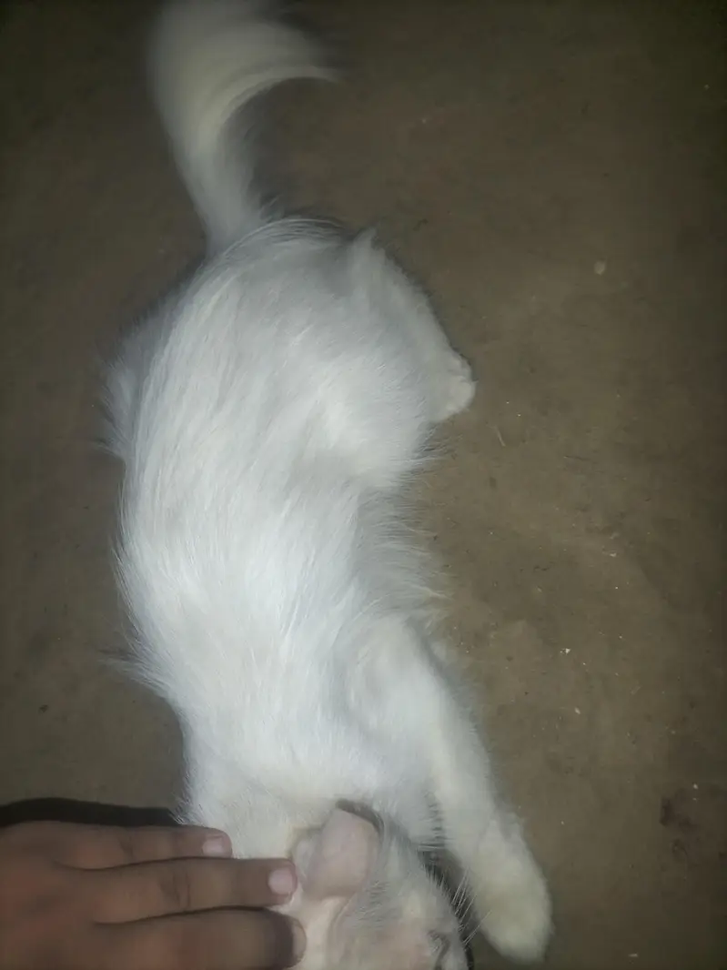 Pershian cat — photo 3