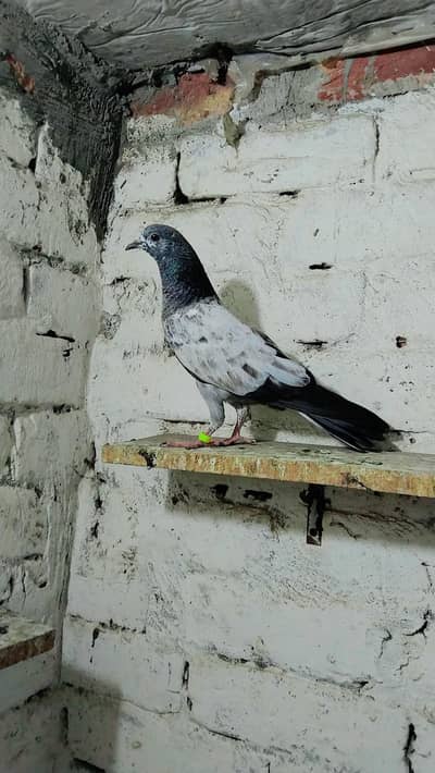 pigeon baby's for sale