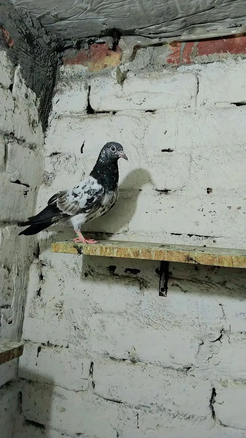 pigeon baby's for sale — photo 2
