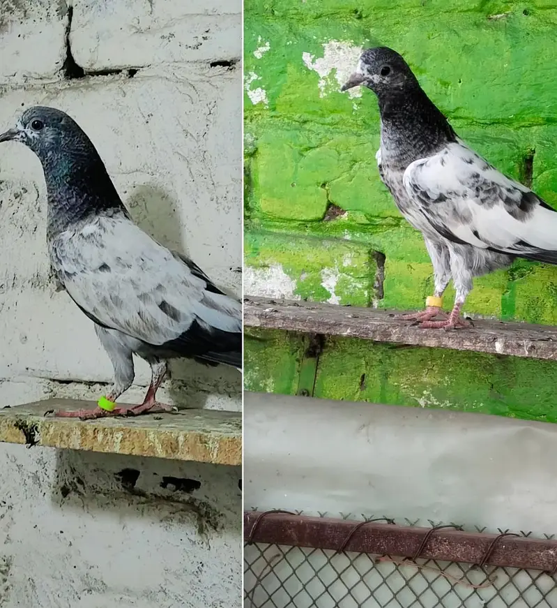 pigeon baby's for sale — photo 3