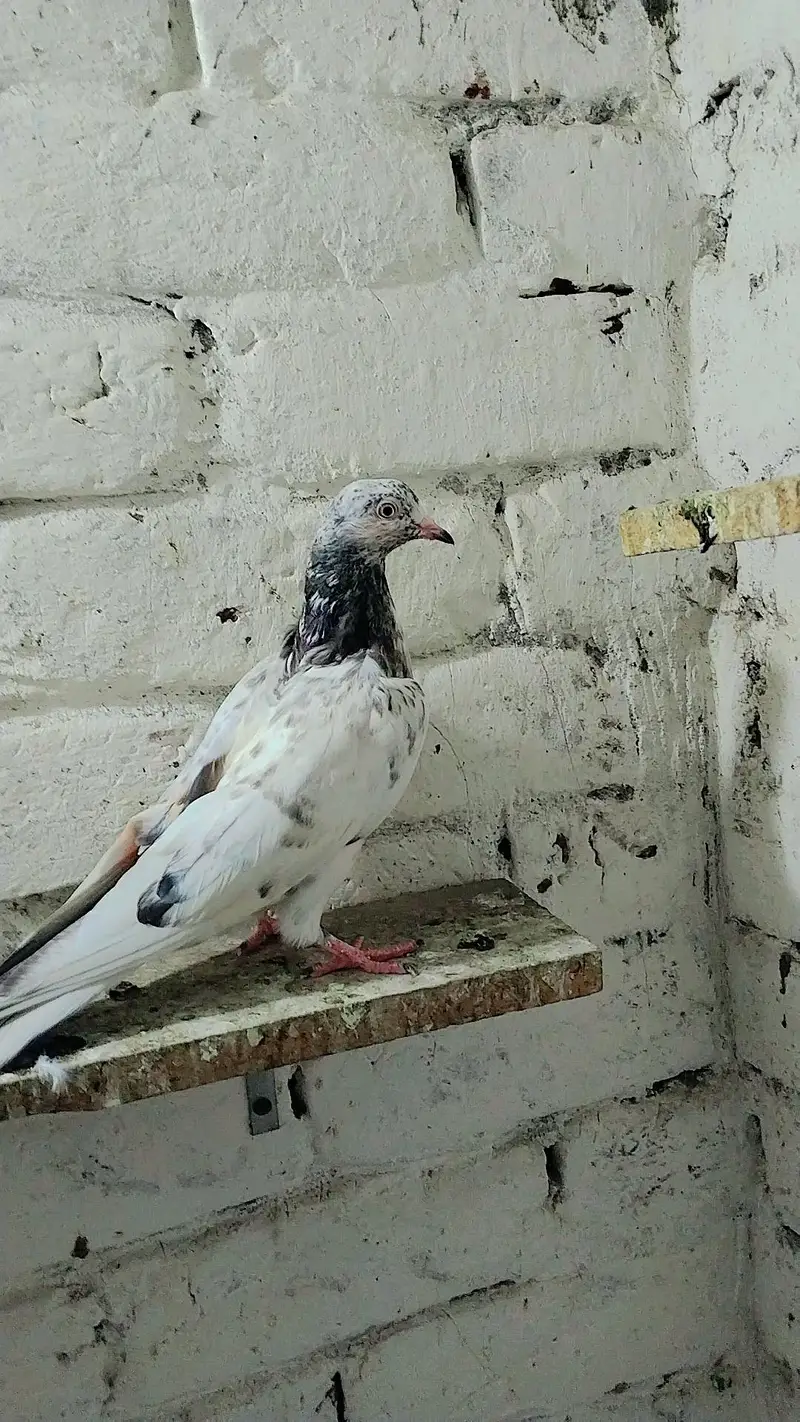 pigeon baby's for sale — photo 4