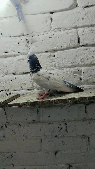 pigeon baby's for sale