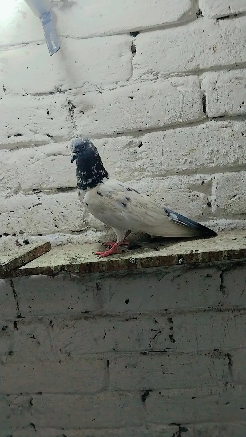 pigeon baby's for sale — photo 5