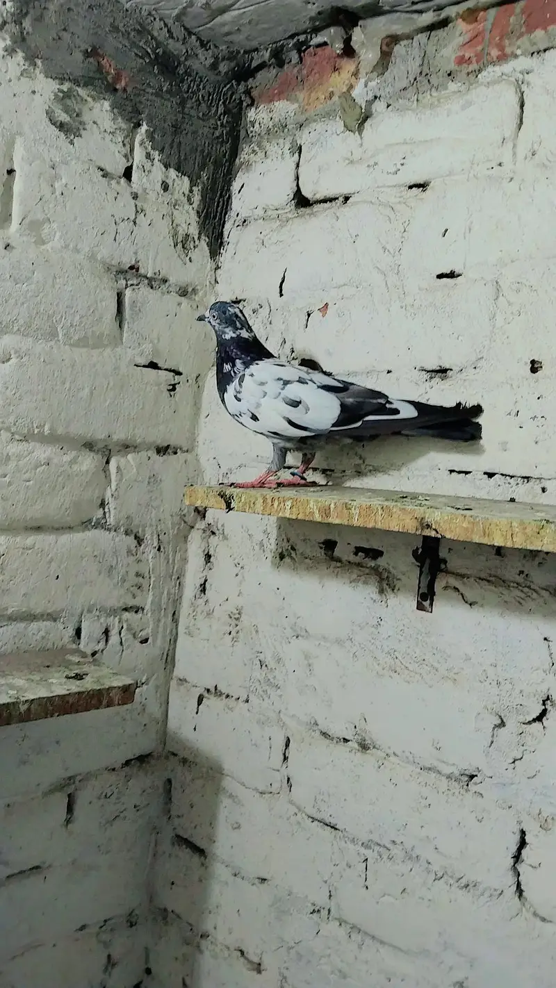 pigeon baby's for sale — photo 6