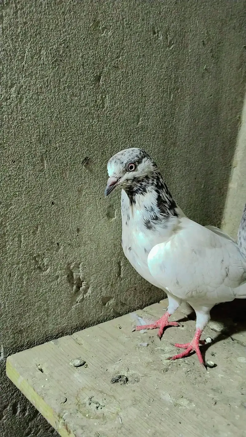 pigeon baby's for sale — photo 7