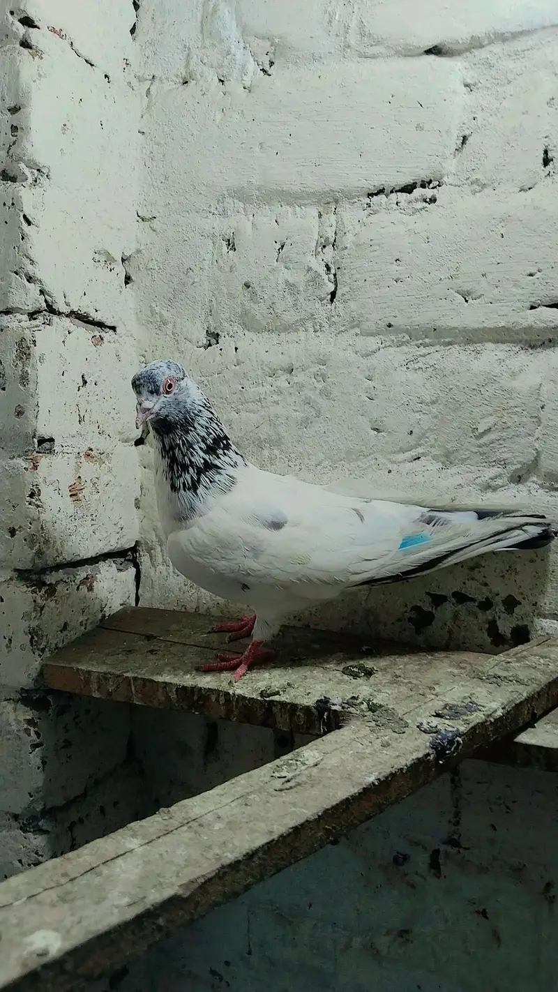 pigeon baby's for sale — photo 8