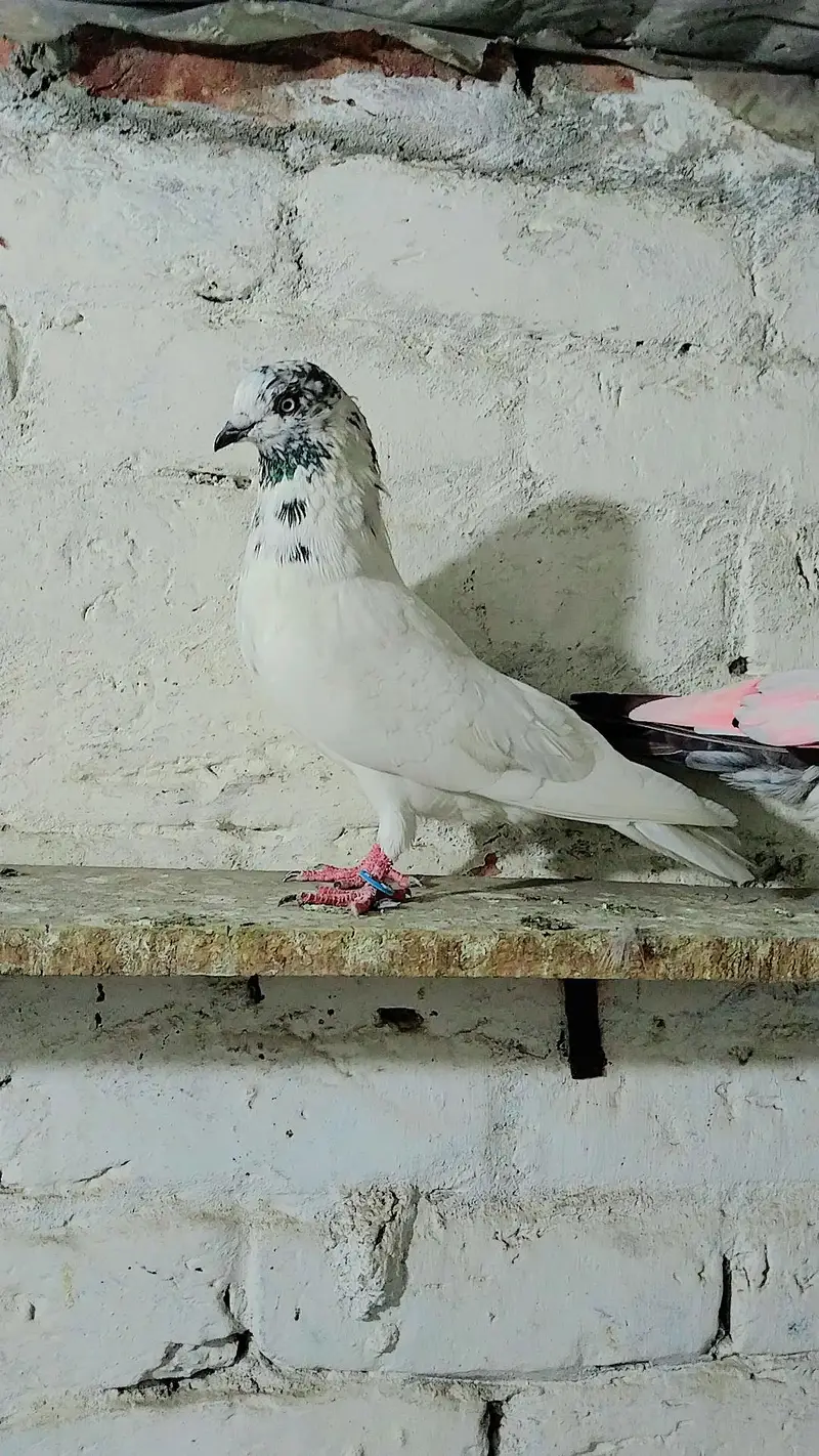 pigeon baby's for sale — photo 9