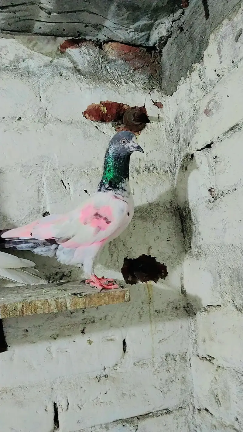 pigeon baby's for sale — photo 10
