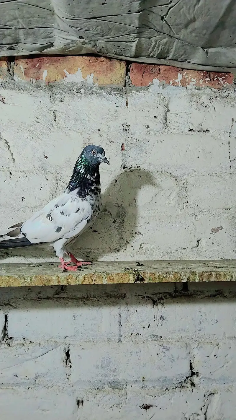 pigeon baby's for sale — photo 11