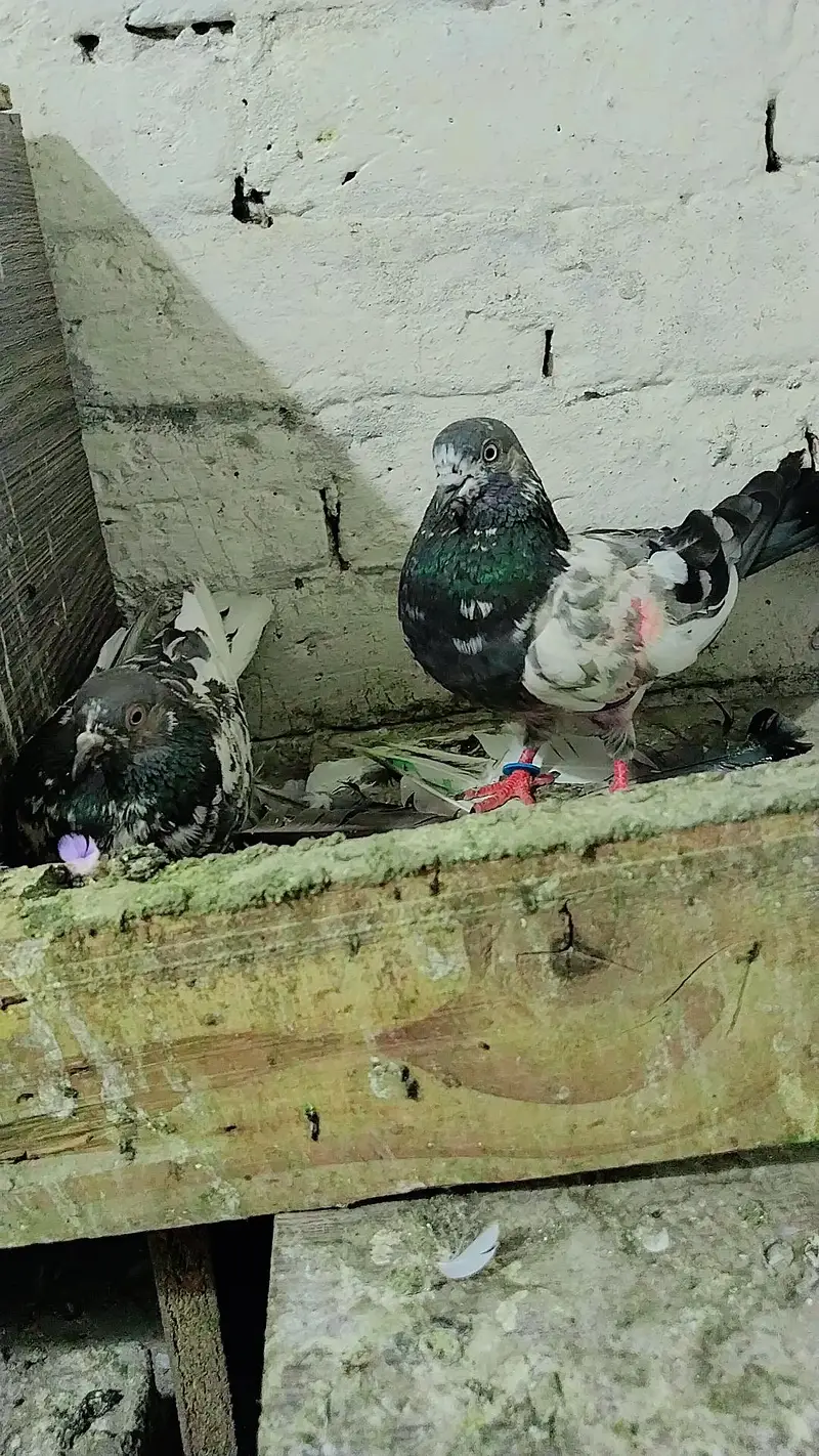 pigeon baby's for sale — photo 12