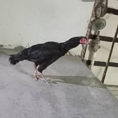 Full breader murgha or 2 murghiii for sale sab ok piece he