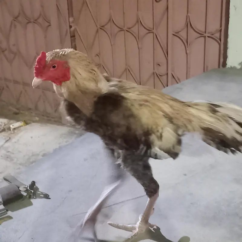 Full breader murgha or 2 murghiii for sale sab ok piece he — photo 3