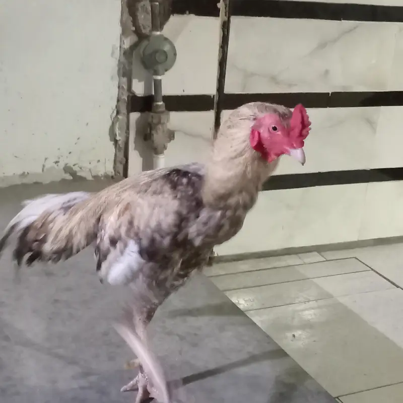 Full breader murgha or 2 murghiii for sale sab ok piece he — photo 4