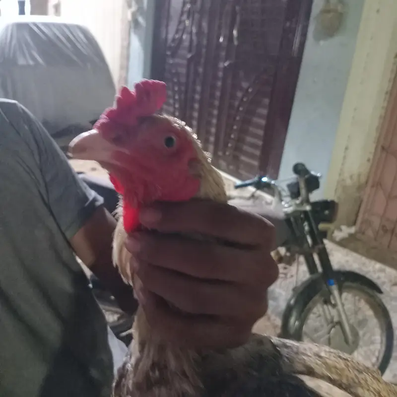 Full breader murgha or 2 murghiii for sale sab ok piece he — photo 5