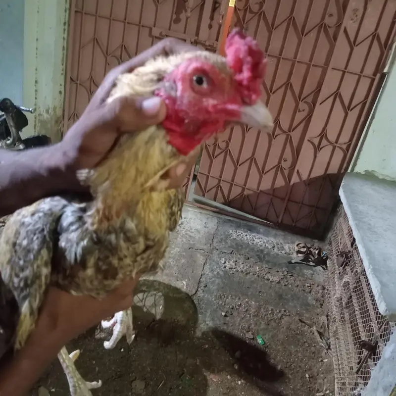 Full breader murgha or 2 murghiii for sale sab ok piece he — photo 6