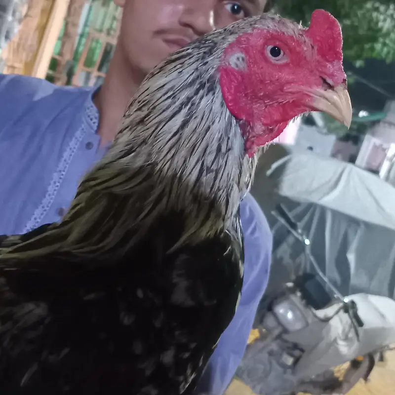Full breader murgha or 2 murghiii for sale sab ok piece he — photo 7
