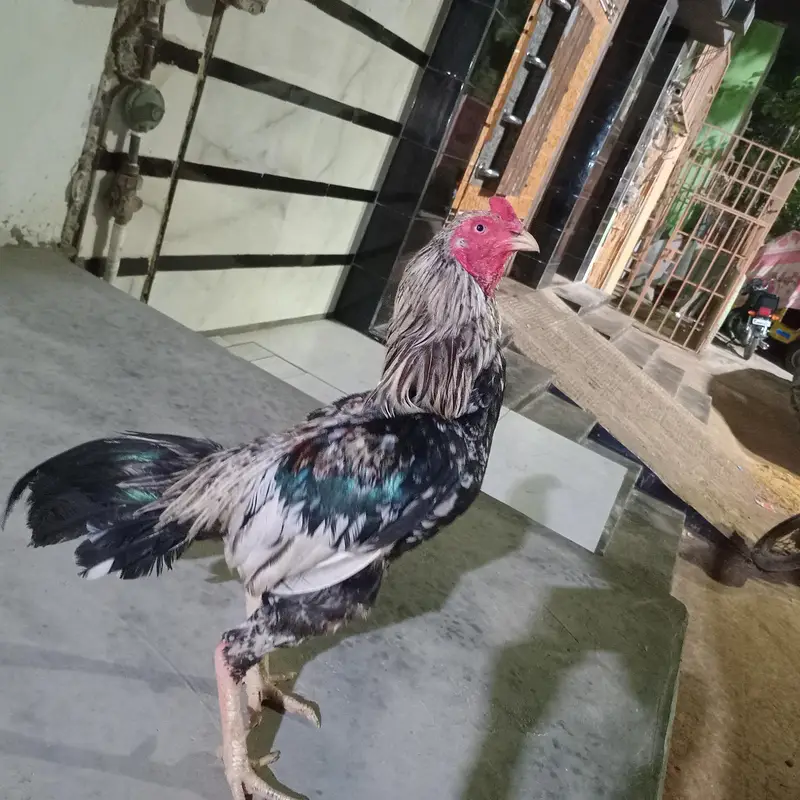 Full breader murgha or 2 murghiii for sale sab ok piece he — photo 8