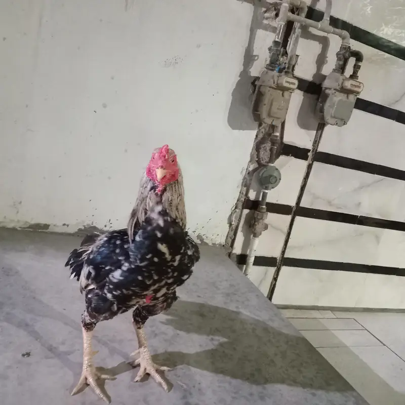 Full breader murgha or 2 murghiii for sale sab ok piece he — photo 9