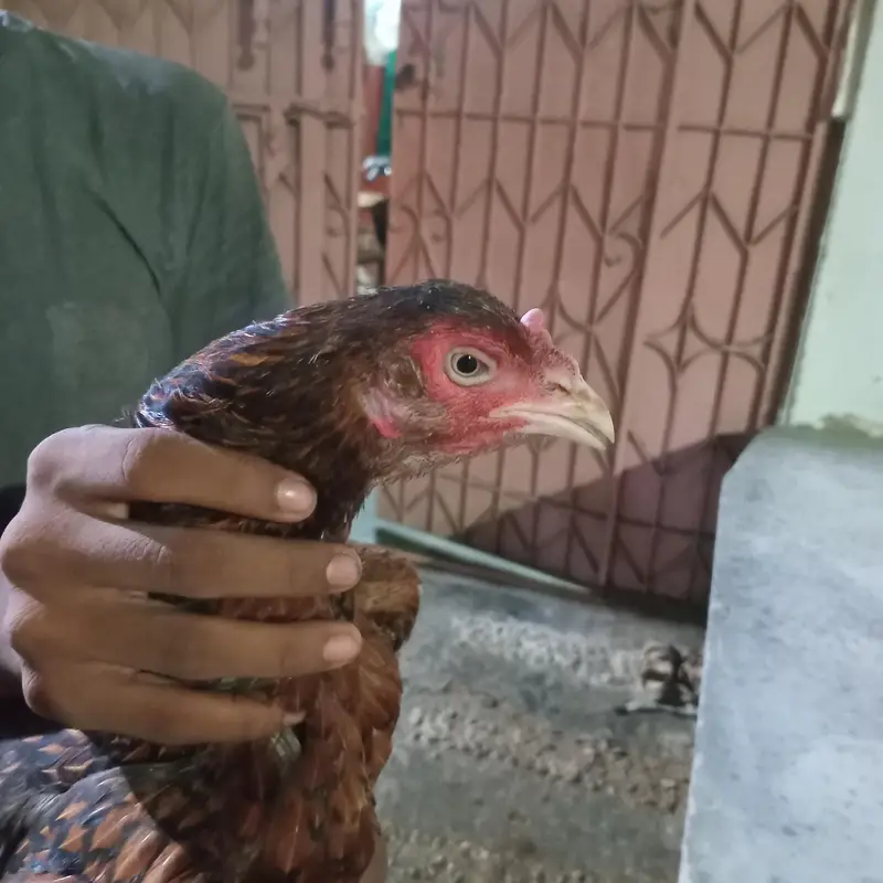 Full breader murgha or 2 murghiii for sale sab ok piece he — photo 10