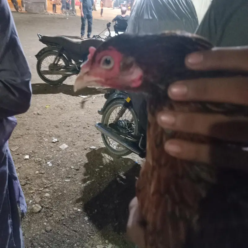 Full breader murgha or 2 murghiii for sale sab ok piece he — photo 11